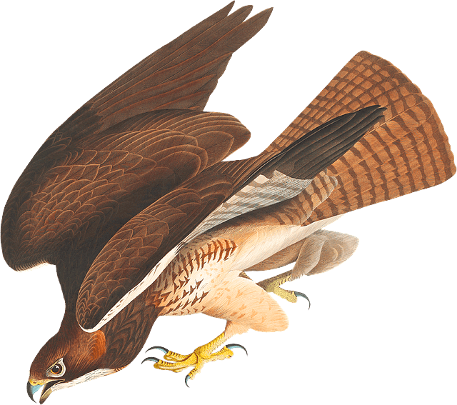 A red-tailed hawk.